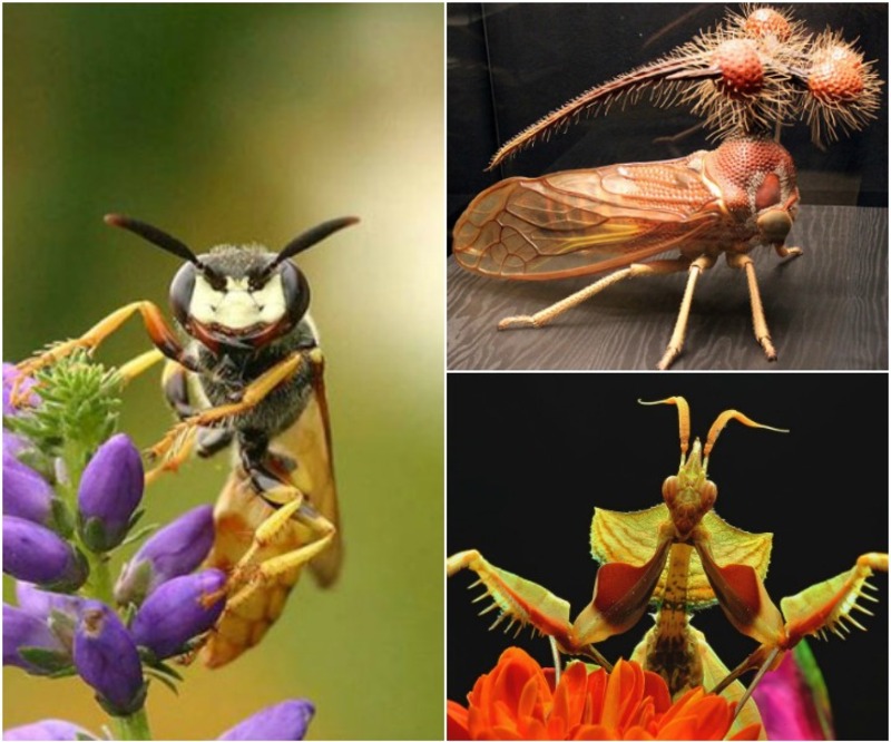 صور حشرات لن تصدق وجودها على الأرض .. ستدهشك غرابتها